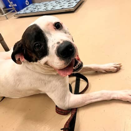 Mimi - Argentine Dogo/Mix available for adoption in Ontario