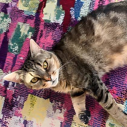 Orzo - Domestic Shorthair/Mix available for adoption