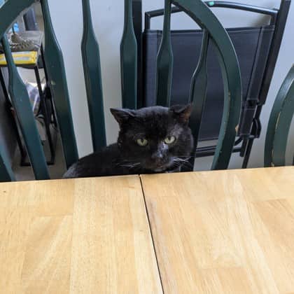 Thomas - Domestic Shorthair/Mix cat available for adoption at Kingston Humane Society in Kingston