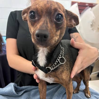 Jade - Chihuahua, Short Coat/Miniature Pinscher available for adoption