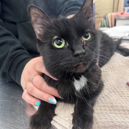 Amazely - Domestic Medium Hair/Mix available for adoption