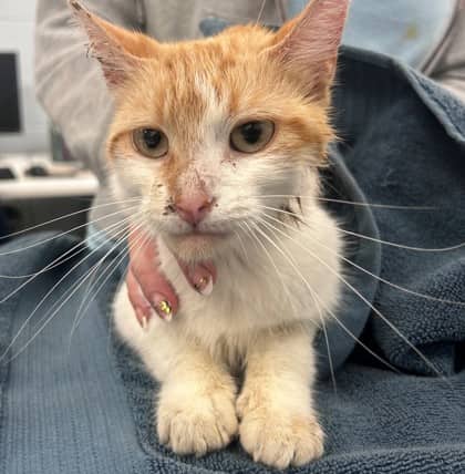 Reba - Domestic Shorthair/Mix cat available for adoption at Kingston Humane Society in Kingston