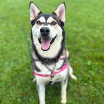 Aura - Siberian Husky/Mix available for adoption