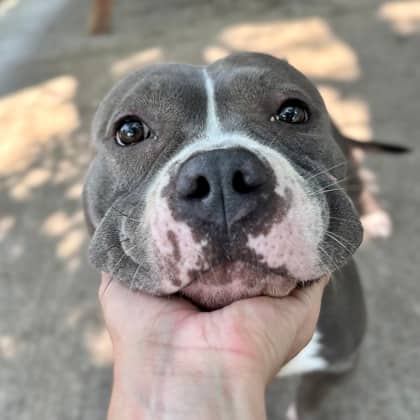 Tora - Mixed Breed, Medium (up to 44 lbs fully grown)/Mix available for adoption
