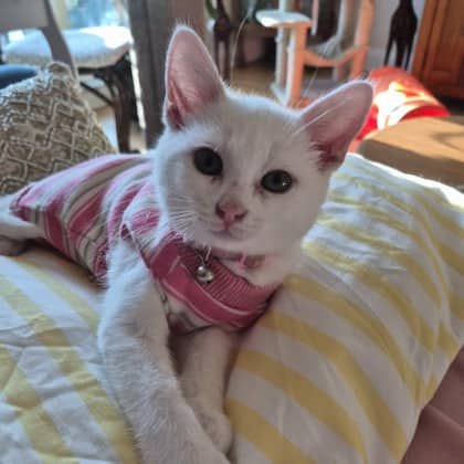 Rosie - Domestic Shorthair/Mix available for adoption