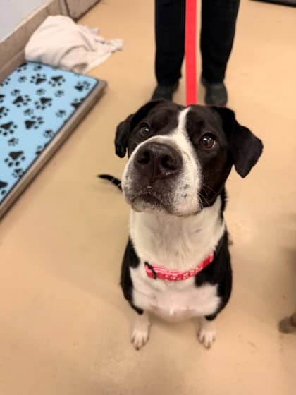 Gustopher - Boxer/Mix available for adoption in Ontario