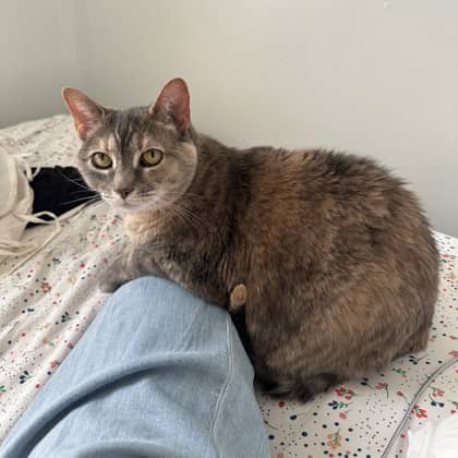 Tia - Domestic Shorthair/Mix available for adoption