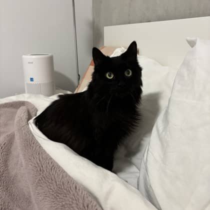 Constantin - Domestic Medium Hair/Mix available for adoption