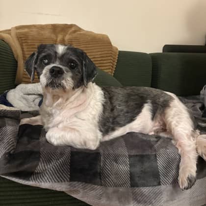 Swiffer - Shih Tzu/Mix available for adoption at Kingston Humane Society in Kingston