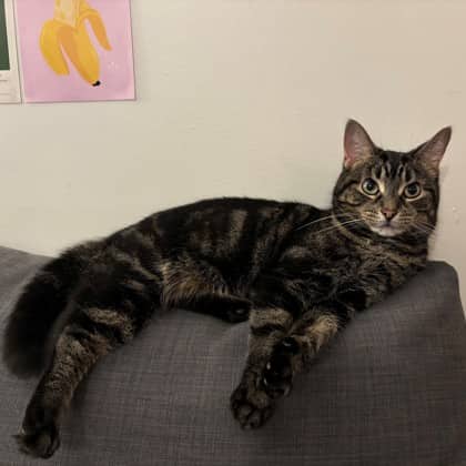 Daisy - Domestic Shorthair/Mix cat available for adoption in Ontario