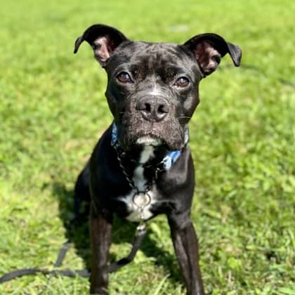 Brutus - Mixed Breed available for adoption