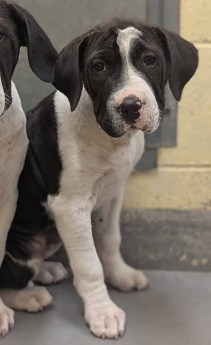 Loon - Boxer/Mix available for adoption