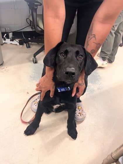 Jesse - Retriever, Labrador/Mix available for adoption