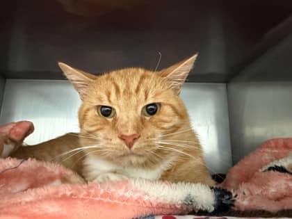 Clark - Domestic Shorthair/Mix cat available for adoption at Kingston Humane Society in Kingston