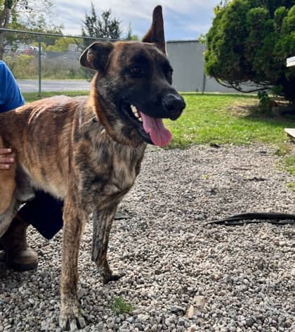 Melvin - German Shepherd/Mix available for adoption at Kingston Humane Society in Kingston
