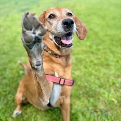 Daisy - Retriever, Labrador/Mix available for adoption at Kingston Humane Society in Kingston