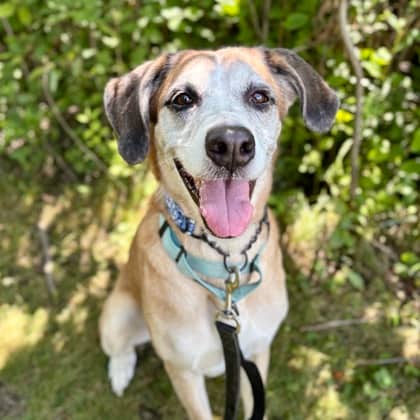 Shiloh - Hound/Mix available for adoption at Kingston Humane Society in Kingston