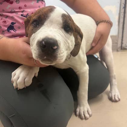 Turkey - Boxer/Mix available for adoption in Ontario