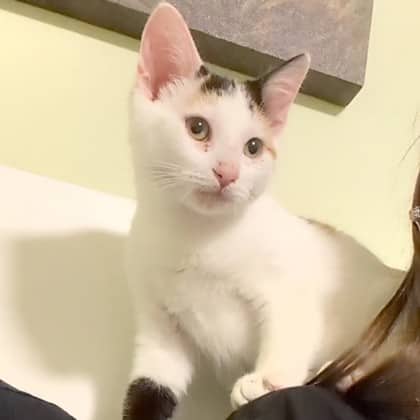 Sarah - Domestic Shorthair/Mix cat available for adoption in Calgary