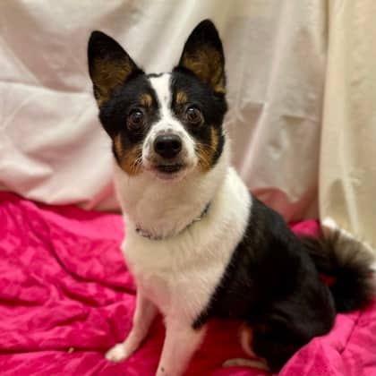 Scone - Chihuahua, Short Coat/Mix available for adoption at Kingston Humane Society in Kingston
