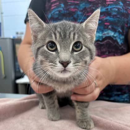 Gumbo - Domestic Shorthair/Mix cat available for adoption at Kingston Humane Society in Kingston