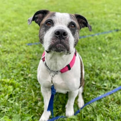 Odett - Mixed Breed, Medium (up to 44 lbs fully grown)/Mix available for adoption at Kingston Humane Society in Kingston