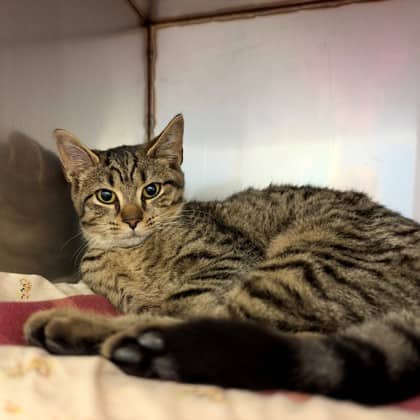 Caramel Popcorn - Domestic Shorthair/Mix available for adoption
