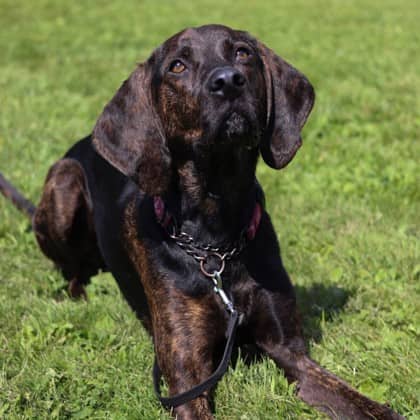 Sam - Hound/Mix available for adoption
