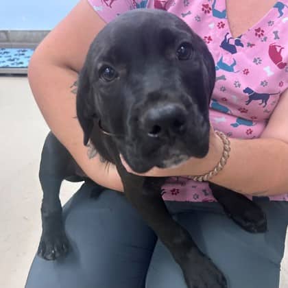 Beaver - Boxer/Mix available for adoption in Ontario