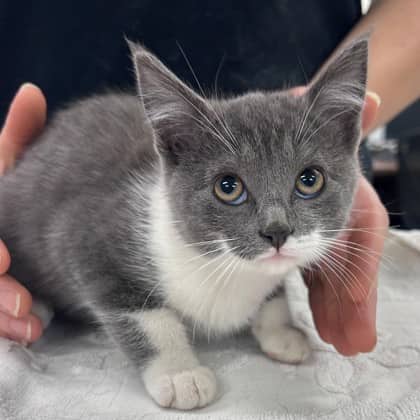 Apple Pie - Domestic Shorthair/Mix cat available for adoption at Kingston Humane Society in Kingston
