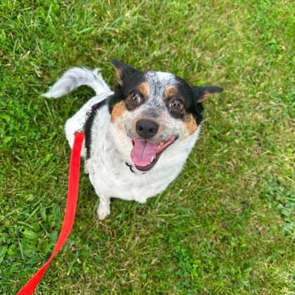 Dixie - Chihuahua, Short Coat/Australian Cattle Dog available for adoption in Ontario