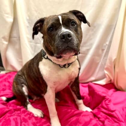 Maddie - Mixed Breed, Medium (up to 44 lbs fully grown)/Mix available for adoption at Kingston Humane Society in Kingston