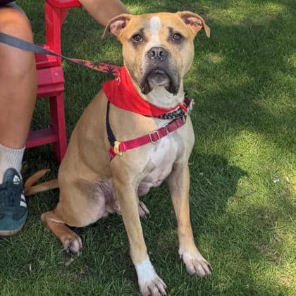 Louie - Mixed Breed available for adoption