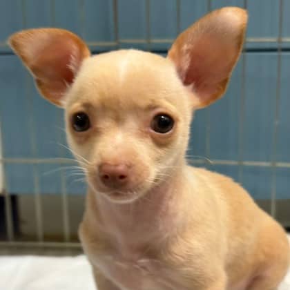 Topaz - Chihuahua, Short Coat/Miniature Pinscher available for adoption