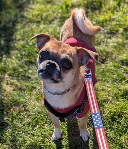 Jewel - Chihuahua, Short Coat/Mix available for adoption at Kingston Humane Society in Kingston