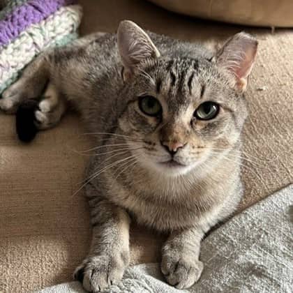 Lemmy - Domestic Shorthair/Mix available for adoption