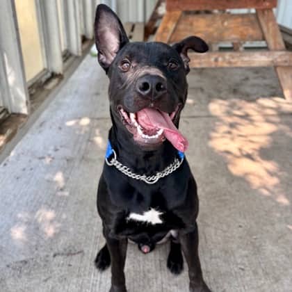Taki - Boxer/Mix available for adoption at Kingston Humane Society in Kingston