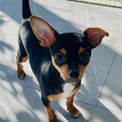 Tyson - Chihuahua, Short Coat/Miniature Pinscher available for adoption