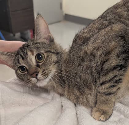Book - Domestic Shorthair/Mix cat available for adoption at Kingston Humane Society in Kingston