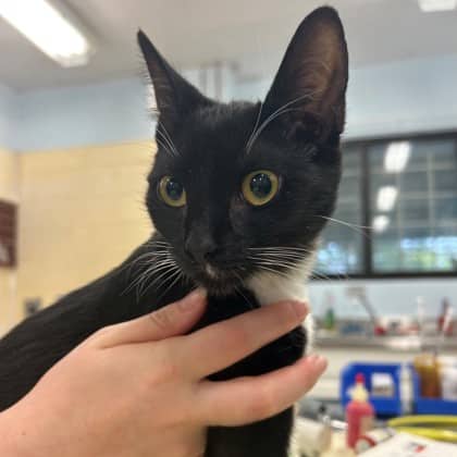 Amok - Domestic Shorthair/Mix cat available for adoption at Kingston Humane Society in Kingston