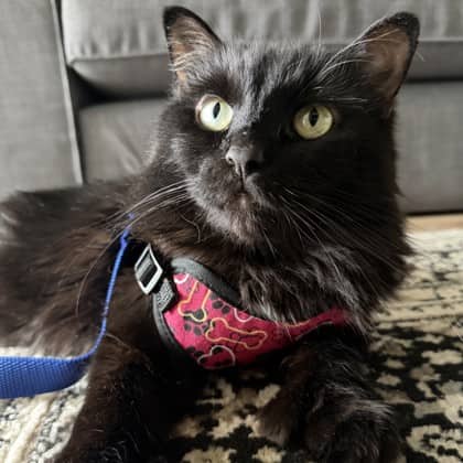 Tornade - Domestic Medium Hair/Mix available for adoption