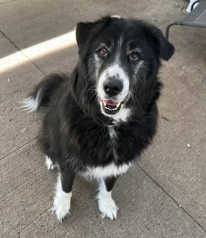 Roman - Great Pyrenees/Mix available for adoption at Kingston Humane Society in Kingston