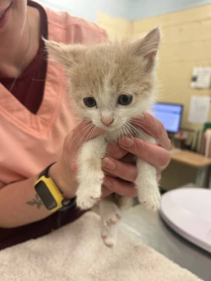 Lettuce - Domestic Shorthair/Mix cat available for adoption at Kingston Humane Society in Kingston