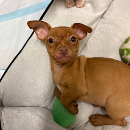 Jasper - Chihuahua, Short Coat/Miniature Pinscher available for adoption at Kingston Humane Society in Kingston