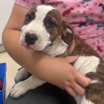 Turtle - Boxer/Mix available for adoption in Ontario