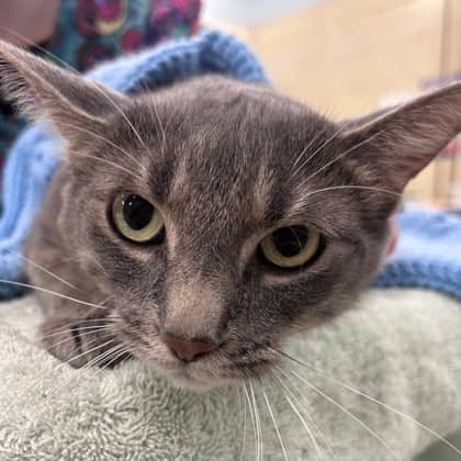 Mica - Domestic Shorthair/Mix cat available for adoption at Kingston Humane Society in Kingston