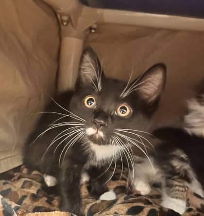 Boursin - Domestic Shorthair/Mix cat available for adoption at Kingston Humane Society in Kingston