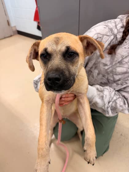 Frankie - Retriever, Labrador/Mix available for adoption at Kingston Humane Society in Kingston