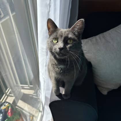Abby - Domestic Shorthair/Mix available for adoption