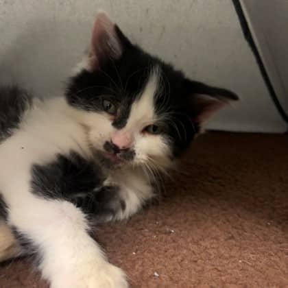 Kronk - Domestic Shorthair/Mix cat available for adoption at Kingston Humane Society in Kingston
